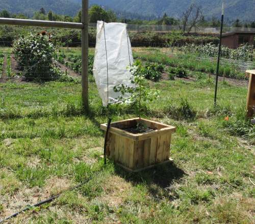 Ginkgo tree in large wooden planter with sun shade